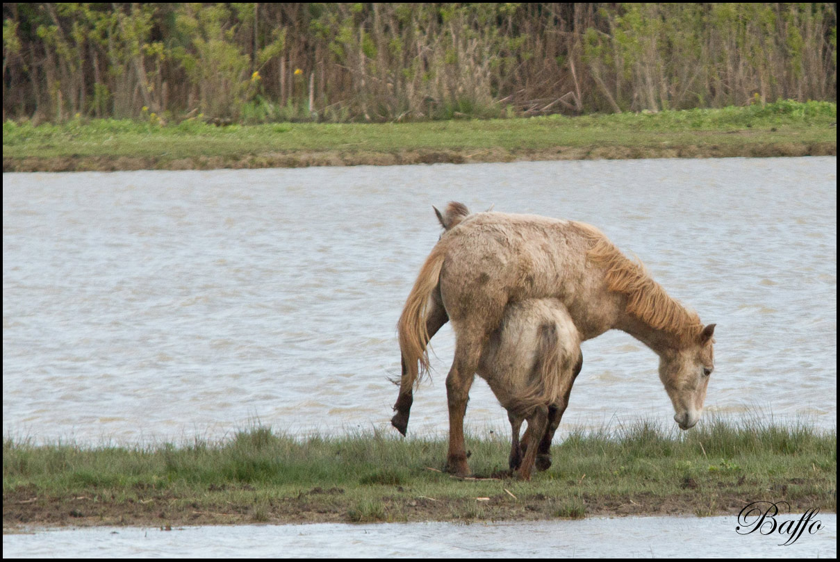 Puledri Camargue al gioco